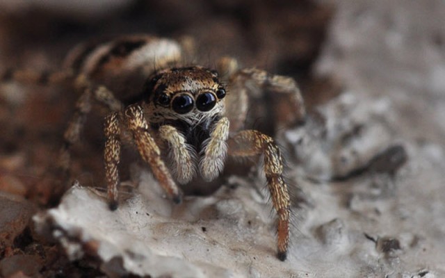 Взглянуть в лицо насекомым