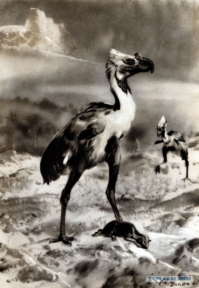 Три новых удлиненных черепа обнаружили в Антарктид