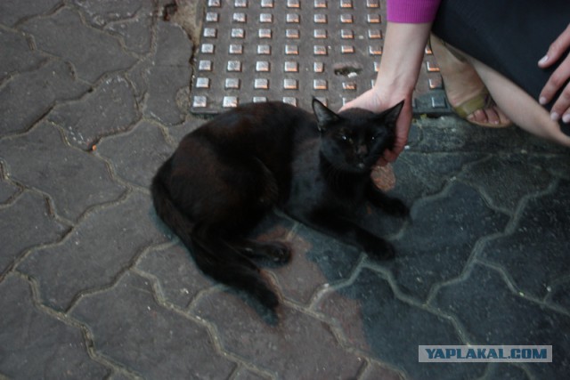 В Египте очень странные коты