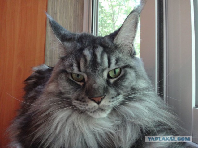Котовторник 22.07.14