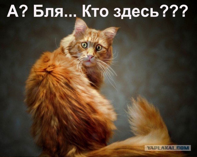 Для узкого круга ЯПовчан.
