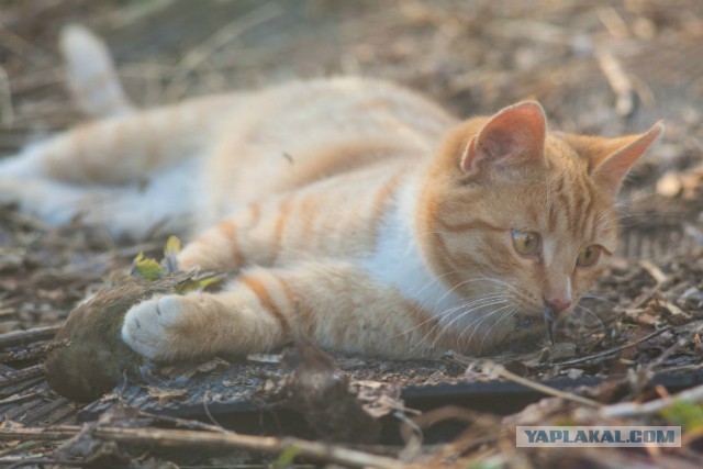 Как успокоить кота за 3 секунды