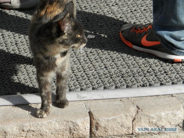 Котовторник 7.10.2014