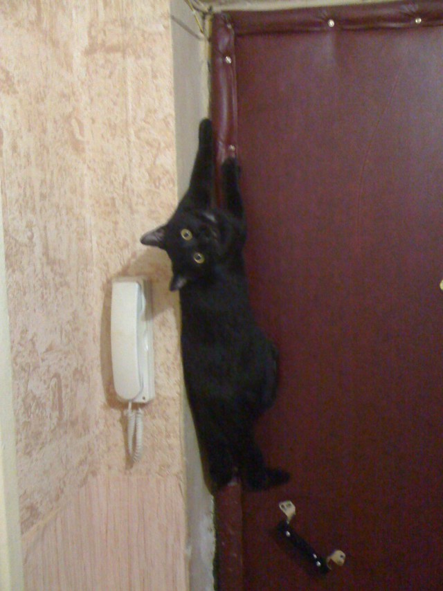 Запиливание котолазалки