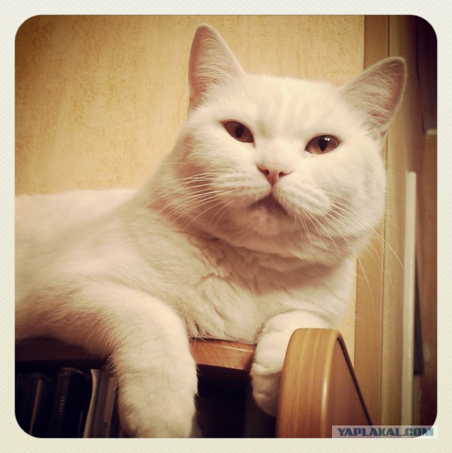 Котовторник 27.01.2015