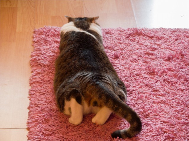 Котовторник 07 04 2015