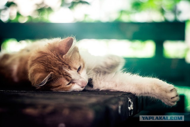 Котовторник