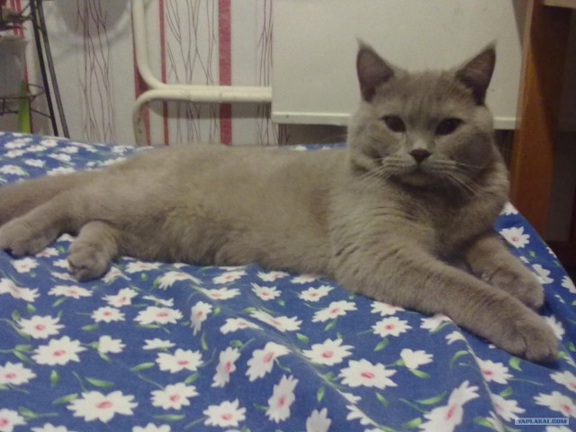 А папец то затейник!