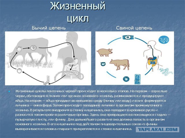 горбуша с икрой