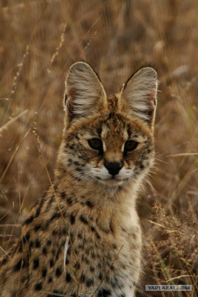 Дикий котовторник