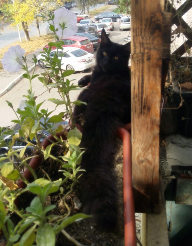 Котовторник 29-09-2015,