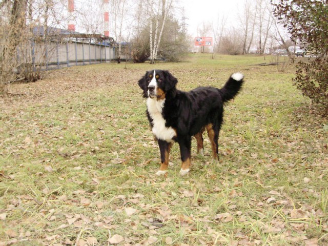 Рекс и зассанец