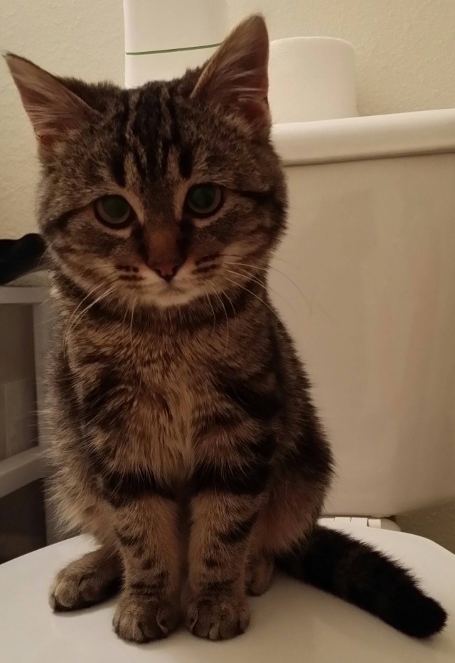 Новогодний котовторник,05.01.16.