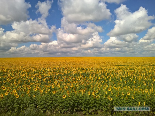 Я узнал, что у меня есть огромная семья
