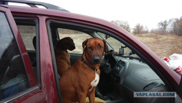 Про моего котика: нежного, злого, вредного