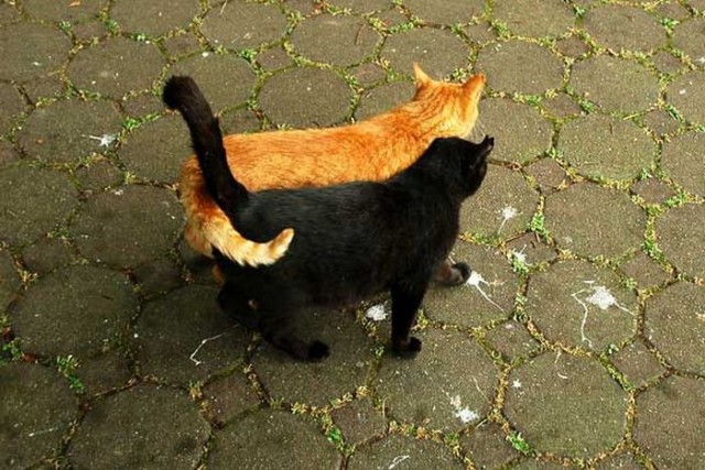 Демы к котовторнику!