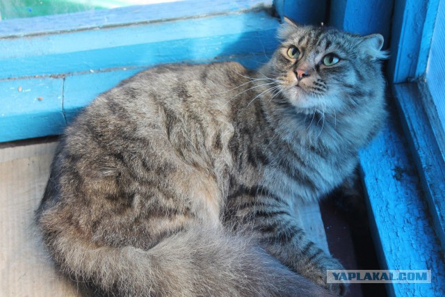 Кот Кузя