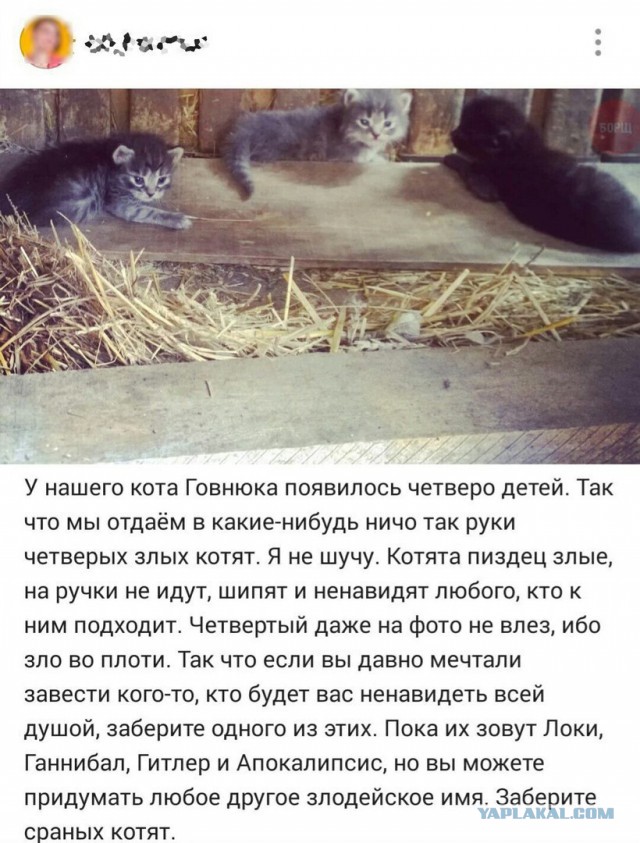Котовторник 27.09.16