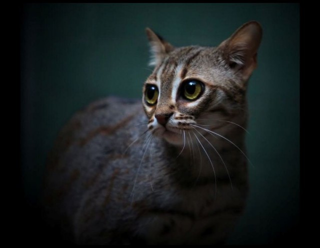 Коты из сети