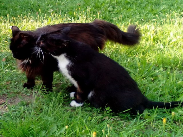 Котовторник 27.12.2016