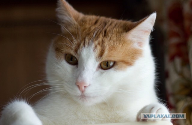 Котовторник  31.01.2017