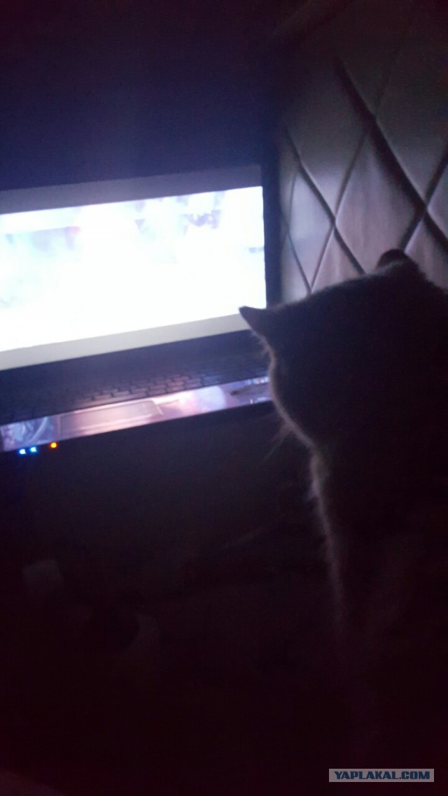 Котовторник 07.03.2017