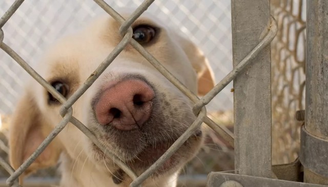 Осиротевшая собака три дня просидела у тела хозяина в Красноярске