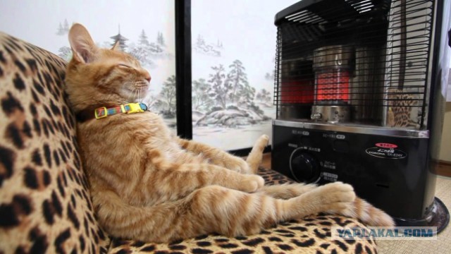 Коты и Кошки