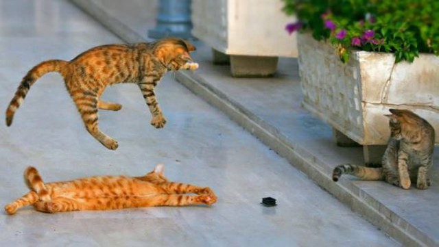 Коты и Кошки