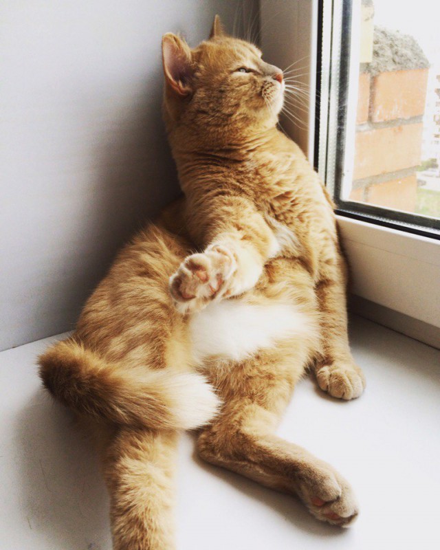 Коты и Кошки