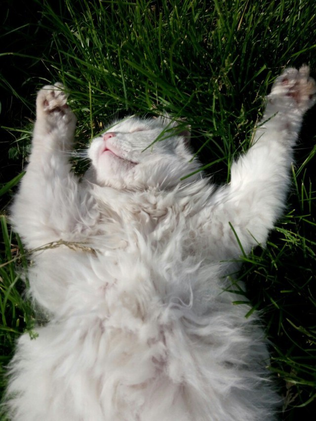 Коты и Кошки