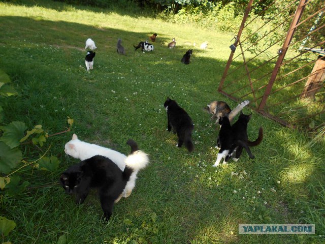 Жизнь домашнего приюта для котеек 174