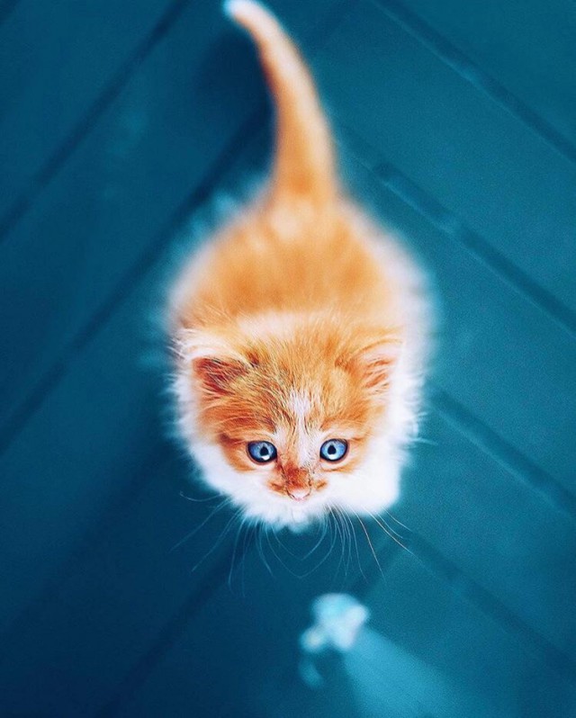 Коты и Кошки