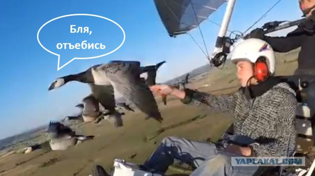 Как погладить гуся в полете