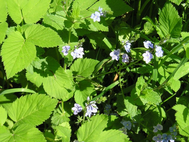 Просто Природа