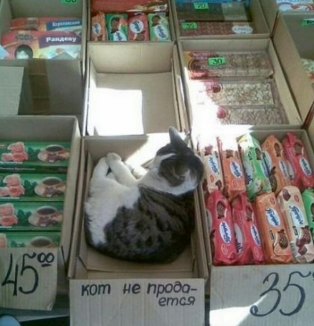 Прикольных котов пост