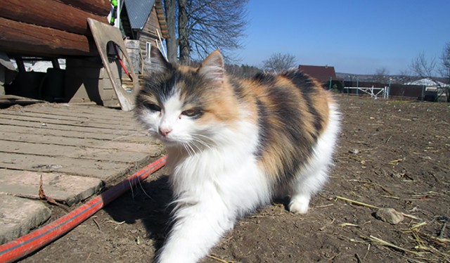 Котовторник 24.04.2018