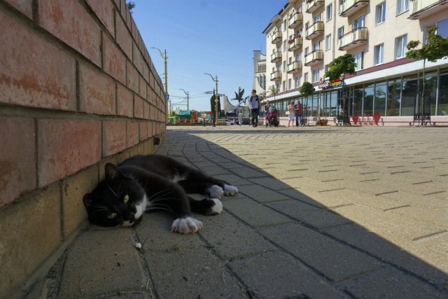Котовторник  12.06.2018