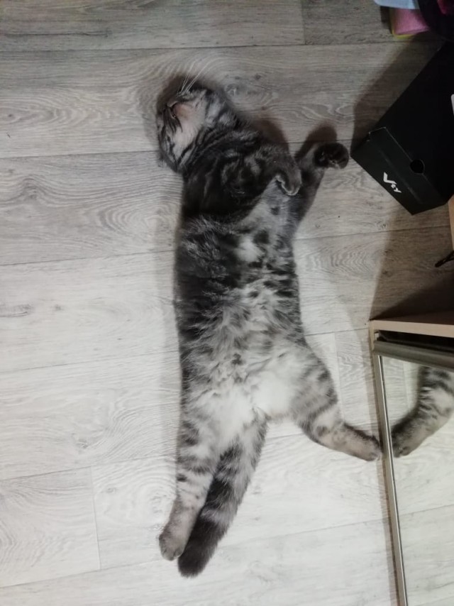 Котовторник 26.06.2018