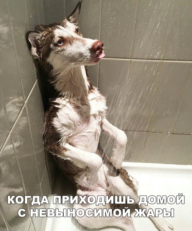 Прикольные картинки обо всём
