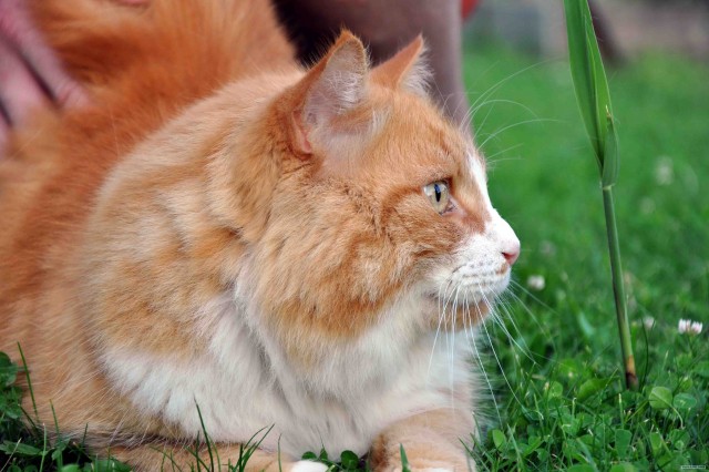 Котовторник - С праздником, котоводы!