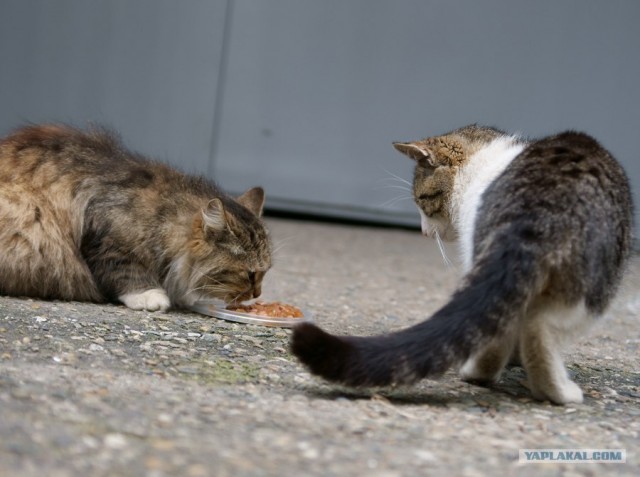 It's Catursday Fever! (Котовторник)