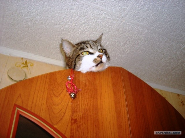 Котовторник стартует