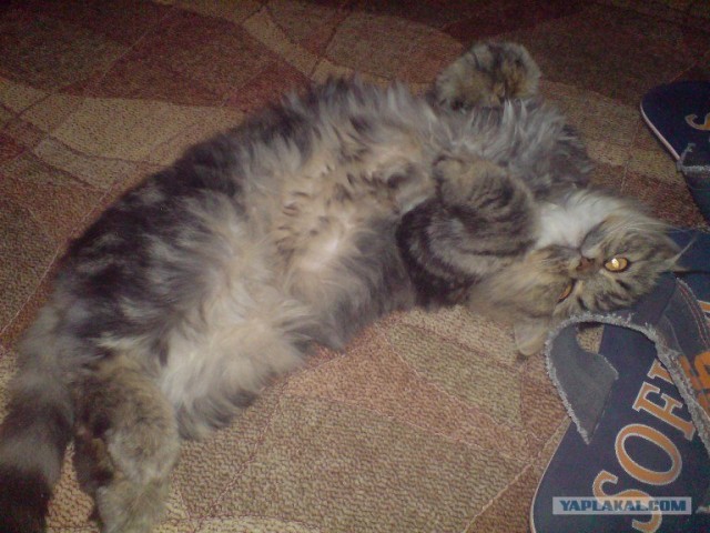 Котовторник  07.06.11