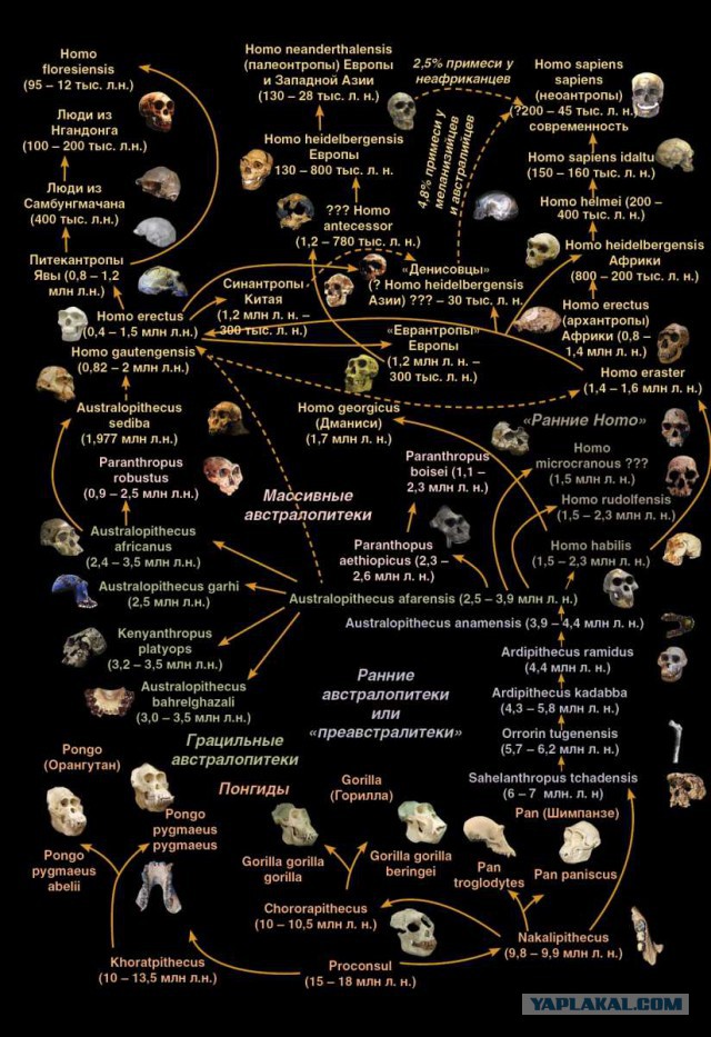 Древо эволюции человека схема