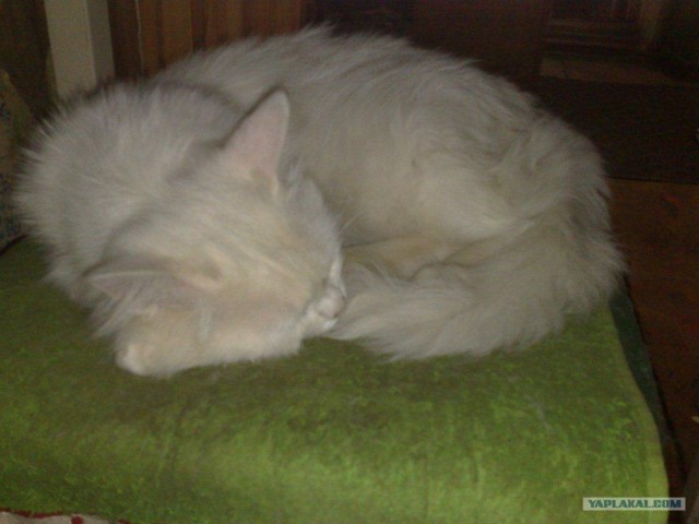 Супер-котофото на котовторник
