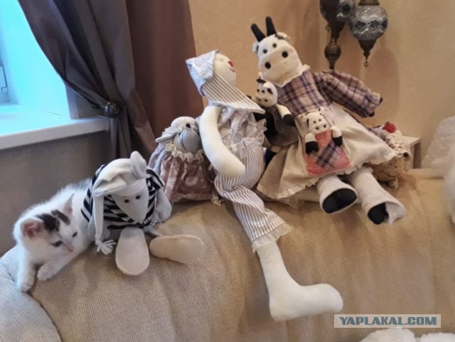 Котовторник (20.11.18)