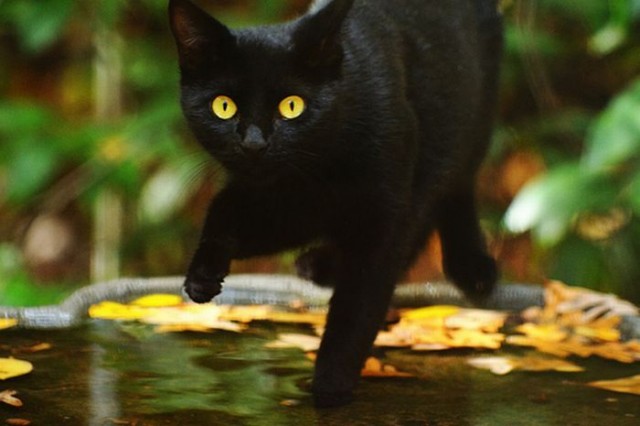 Котовторник! 11.10.11