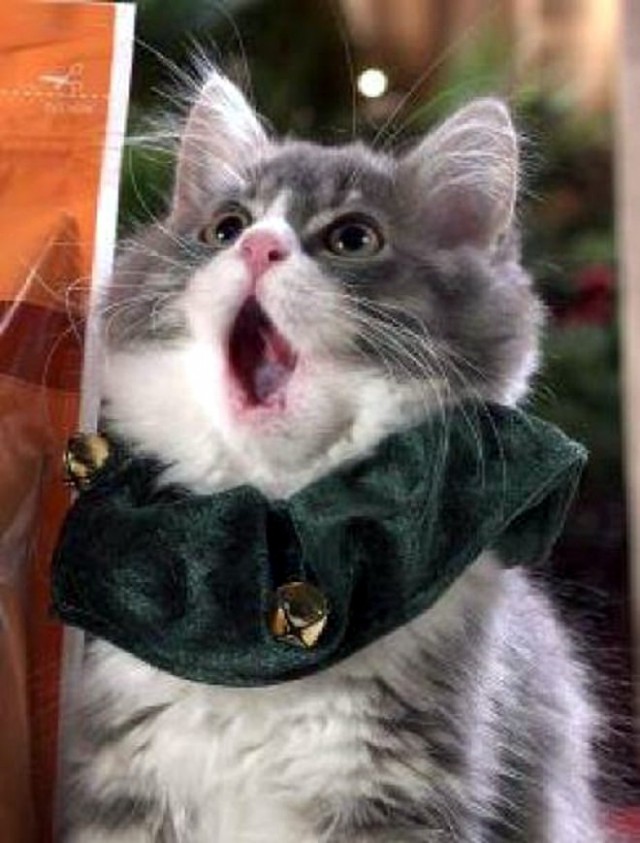 Прикольных котов пост