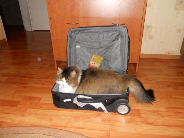 Котовторник! 08.11.11